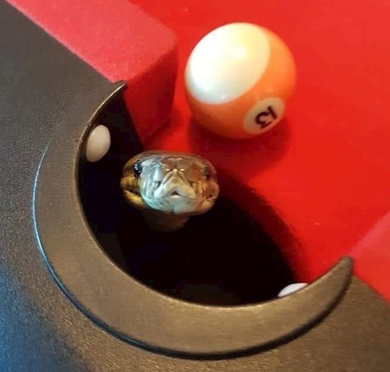 Kad iznenada dobijete neobičnog protivnika: