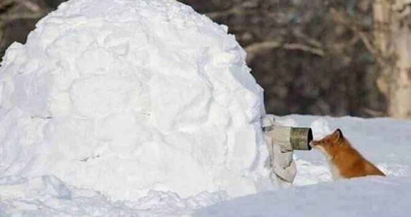 Pogledajte fotku radoznale lisice uhvaćene u savršenom trenutku