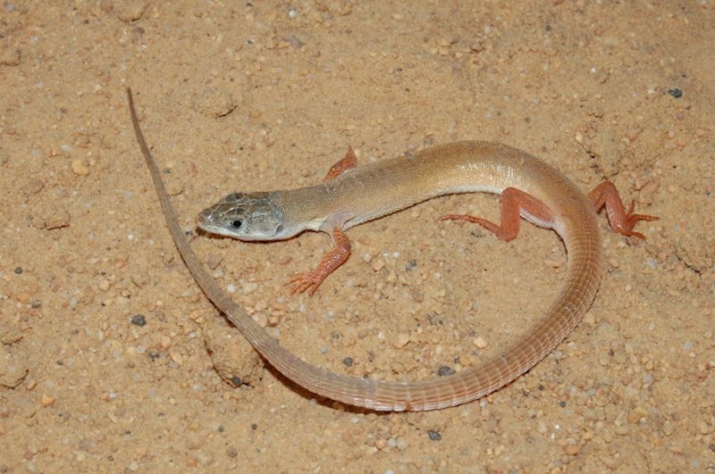 #11 Nucras Aurantiaca