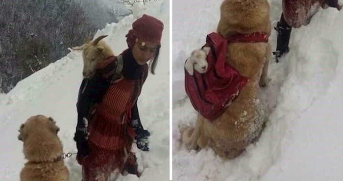 Pogledajte dirljivu fotografiju spašavanja koze i preslatkog kozlića