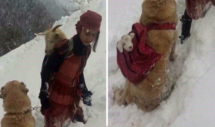 Pogledajte dirljivu fotografiju spašavanja koze i preslatkog kozlića