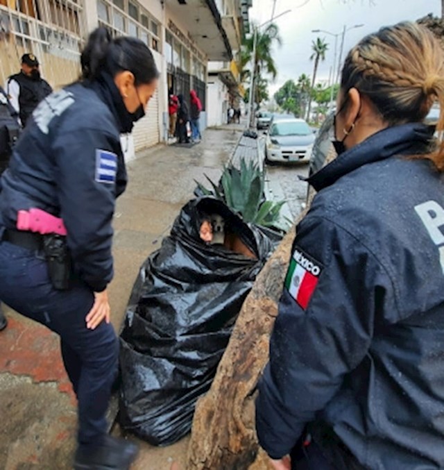 Na ulicama Tijuane u vreći za smeće sa 6 pasa primijećena je 65-godišnja beskućnica.