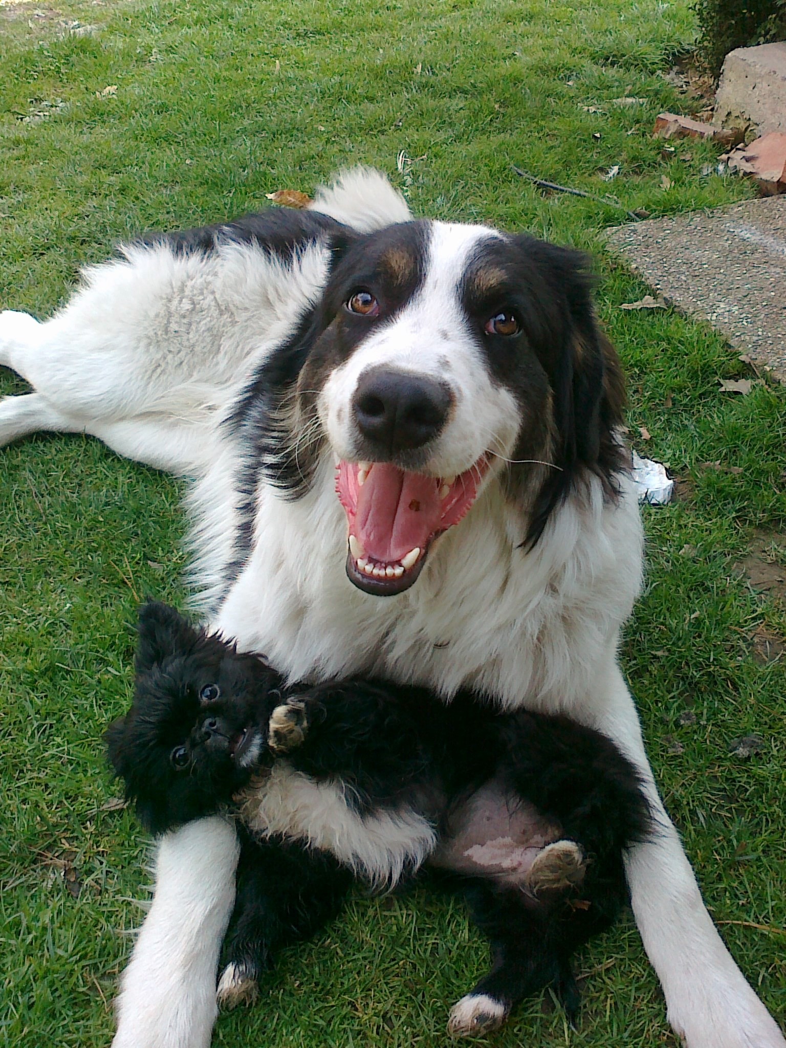 Pekinezerica Rozi i tornjak Šljiva