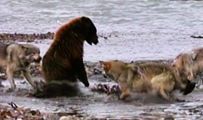 Grizli napao čopor vukova dok su jeli, nećete vjerovati kako je završila brutalna borba!