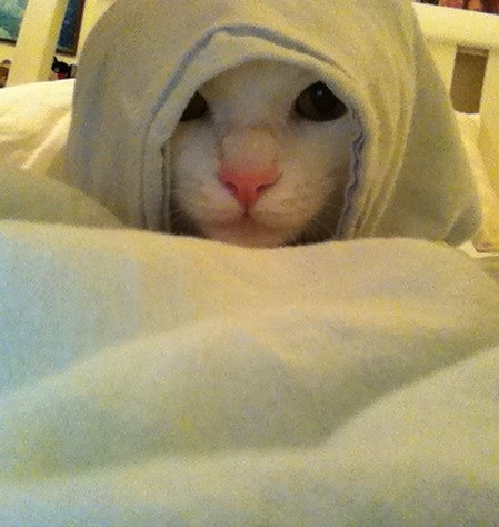 Jedi cat
