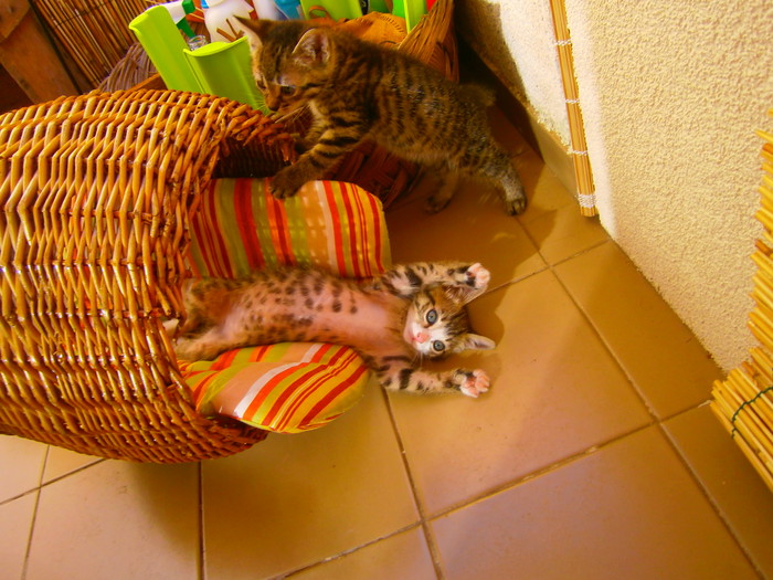 Fosca i Lili