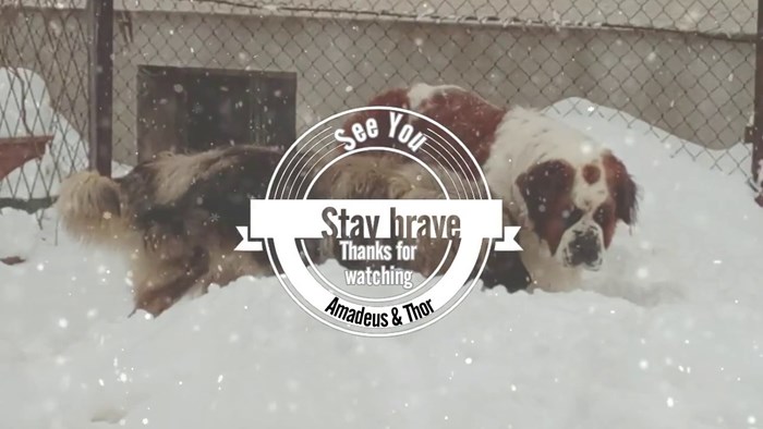 Dogs enjoying snow