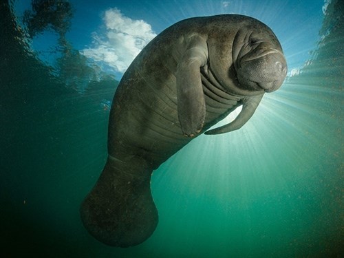 Florida_manatee