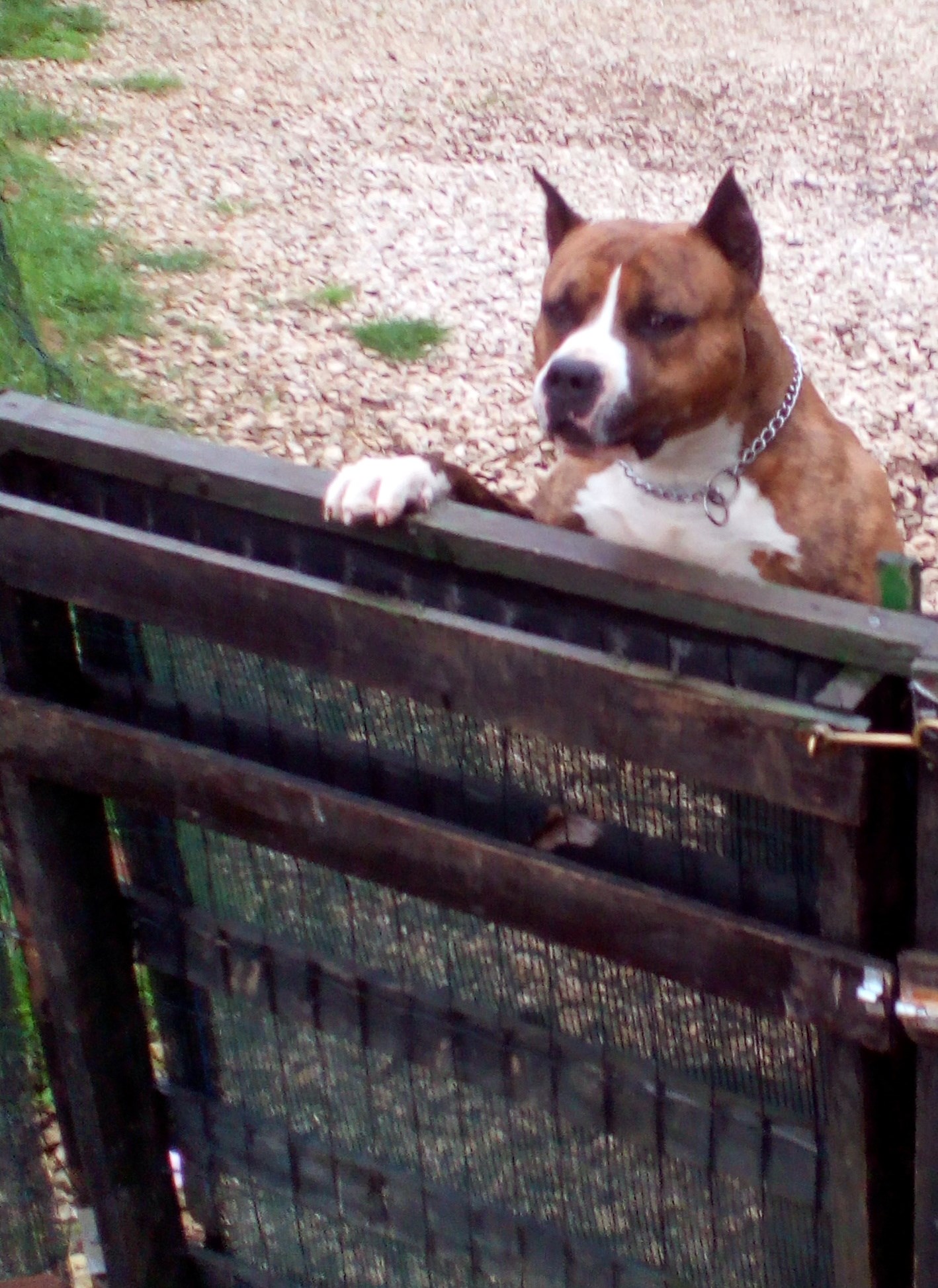 "Opaaa vidi, vidi - susjedi su nabavili ženku haskija...nadam se da ne razmišljaju o sterilizaciji!"