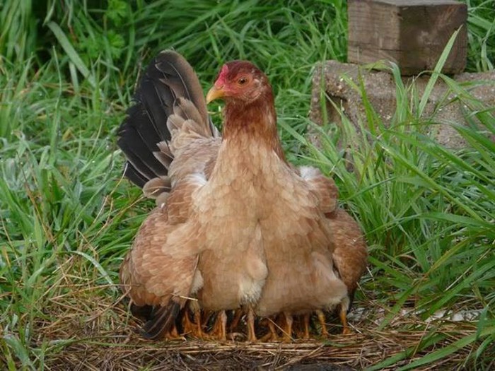 višenogokoka
