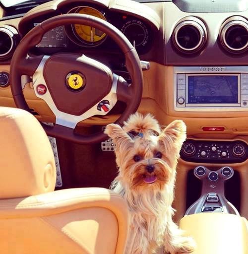 That's one lucky dog!