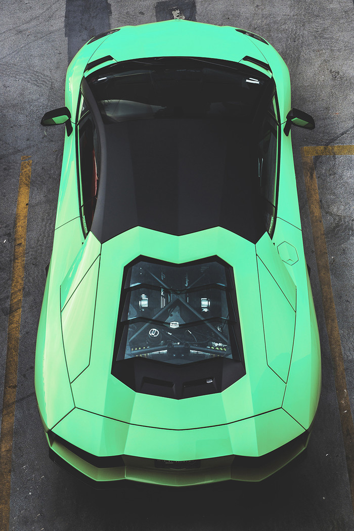 Turquoise Bull.