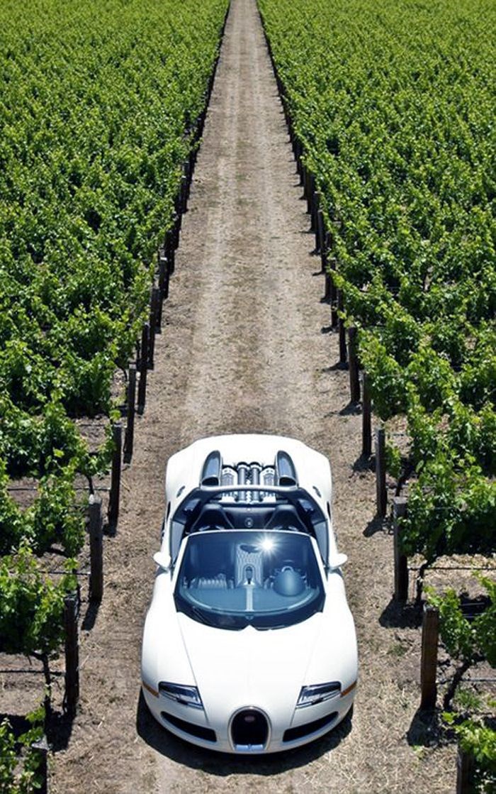 Bugatti in a wine field.