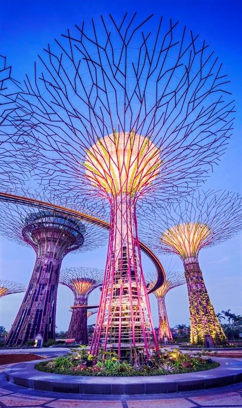 Supertrees in Gardens, Singapore