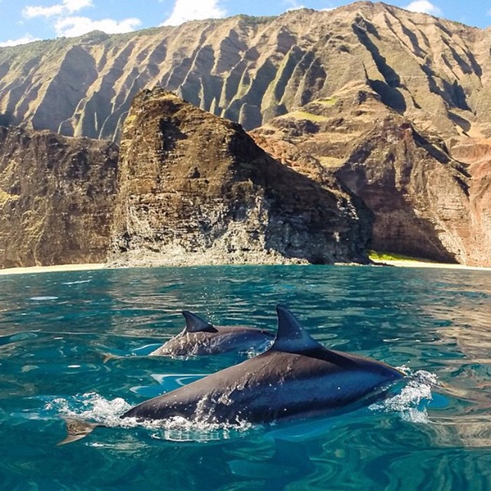 Dolphins in Hawaii.