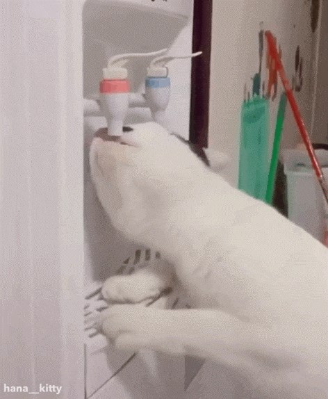 Mačka otkrila toplu vodu, doslovno