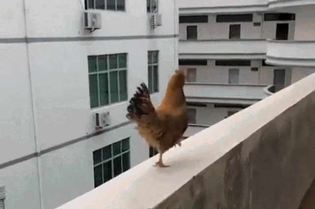 Kokoš se bacila sa zgrade