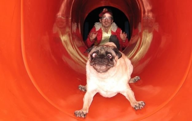 tobogan izbezumio psa