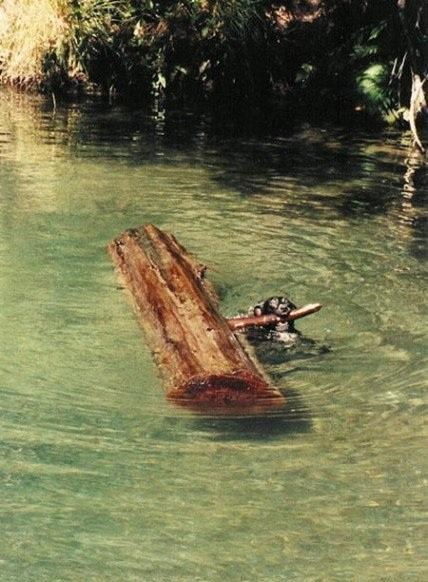 našao štap za bacanje..