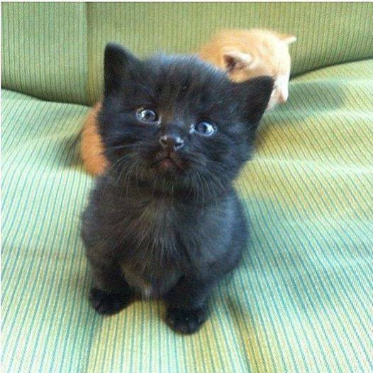 kako to misliš nema dnevnice ?? pa zašto se onda trudim biti ovako sladak ..