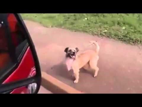 s obzirom na njihovu ljubav, vjernost i dobrotu valja se zapitati dali ih mi uopće zaslužujemo..video