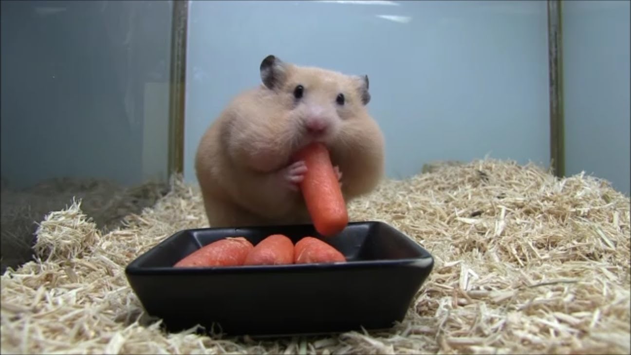 ovaj hrčak kao da je iz redova hadezeja..video