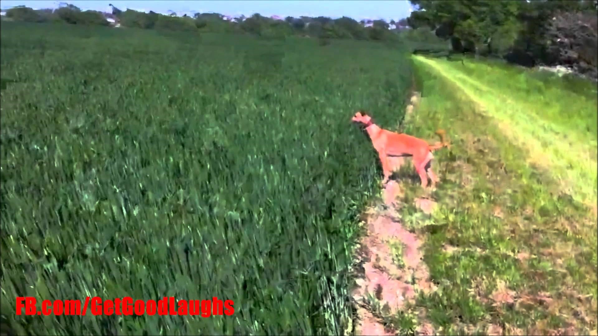 kopneni delfin..:))) video