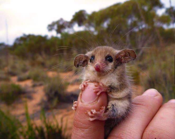 ne žele baš sve Australske životinje da vas ubiju..:)))