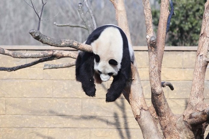 Šta je ?? Kao da nisi nikad vidio pandu kako se suši ??