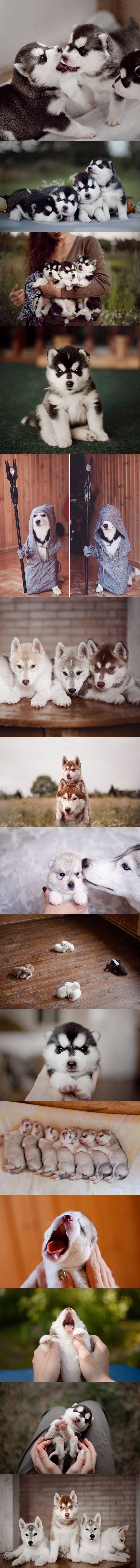 šareni haski svijet..