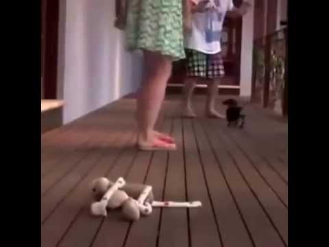 boj ne bije zlaćano oružje..:)) video