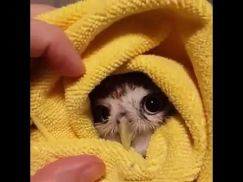 ušuškana sovica..:)))) video..