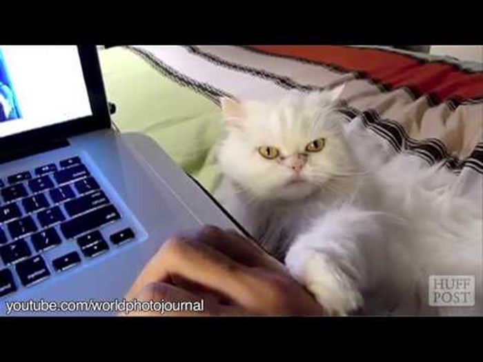 kako mace dresiraju svoje ljudske sluge..video..:))