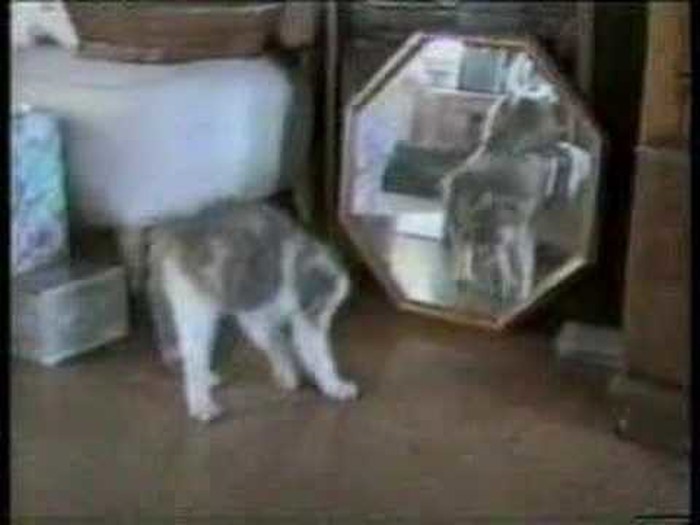 mačke i njihove psine..:)video
