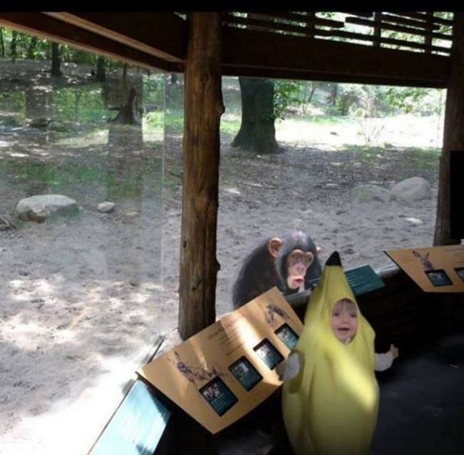 majmunčić šokiran..:)))