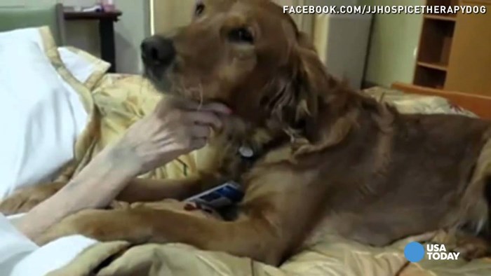 terapijski pas u bolnici "JJ" u Oregonu tješi staru ženu koja umire.. žena nije imala obitelj, ali ipak nije  bila sama u tim poslijednjim trenutcima