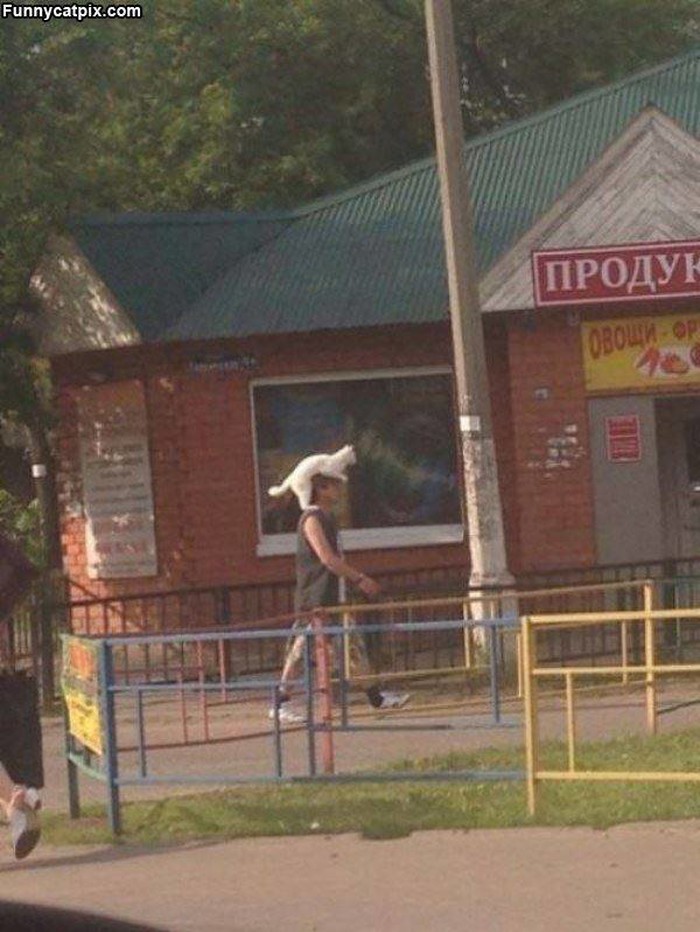 mačka izvela svog čovjeka u šetnju..:)))