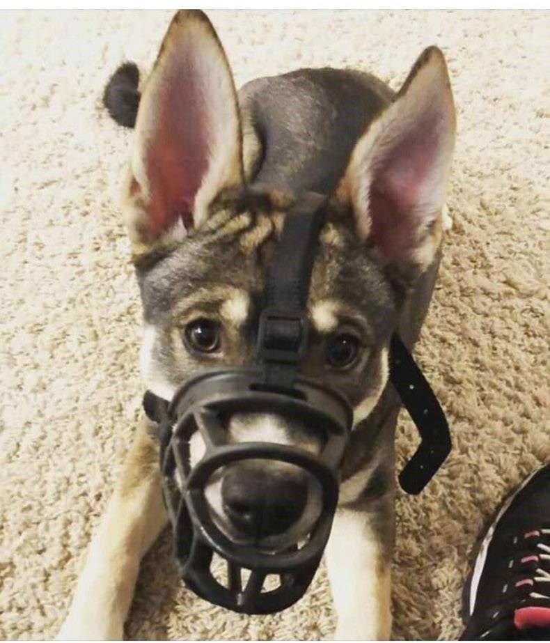 opasan sam, gvizem...