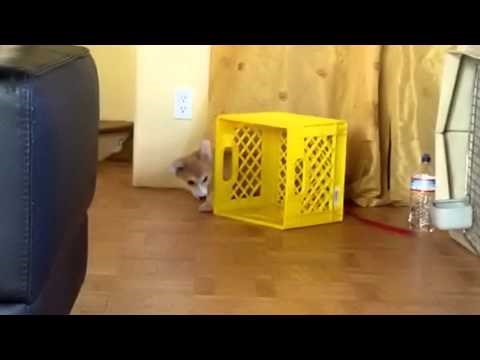 jedna kutija, jedna uzica i jedan psić..zabava beskonačna..video:)