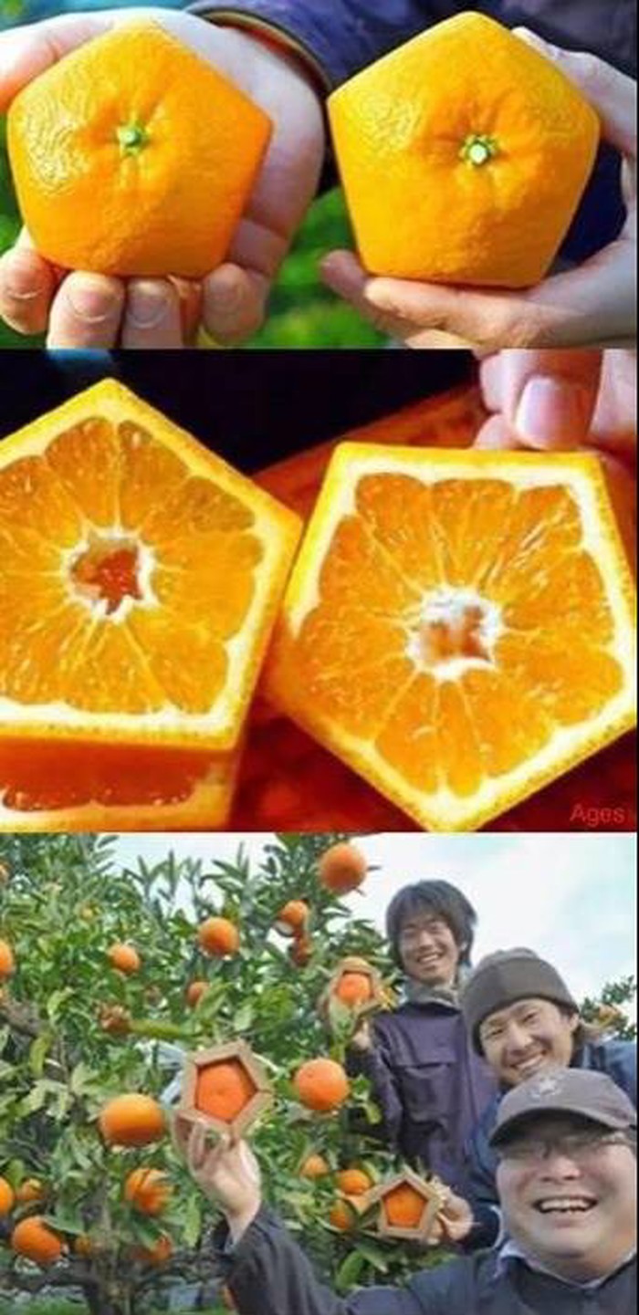 eh, ti Japanci..