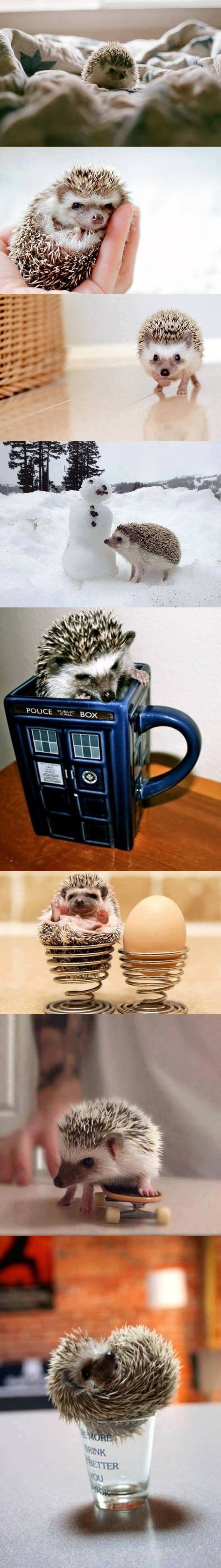 ježurka ježić..:))