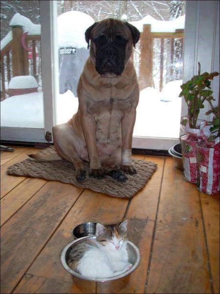 nije ovo ni ludost ni hrabrost, samo obična  ljubav..