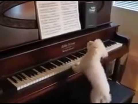 ma ok to što svira, ali on pri tom i čita note..video..:)))