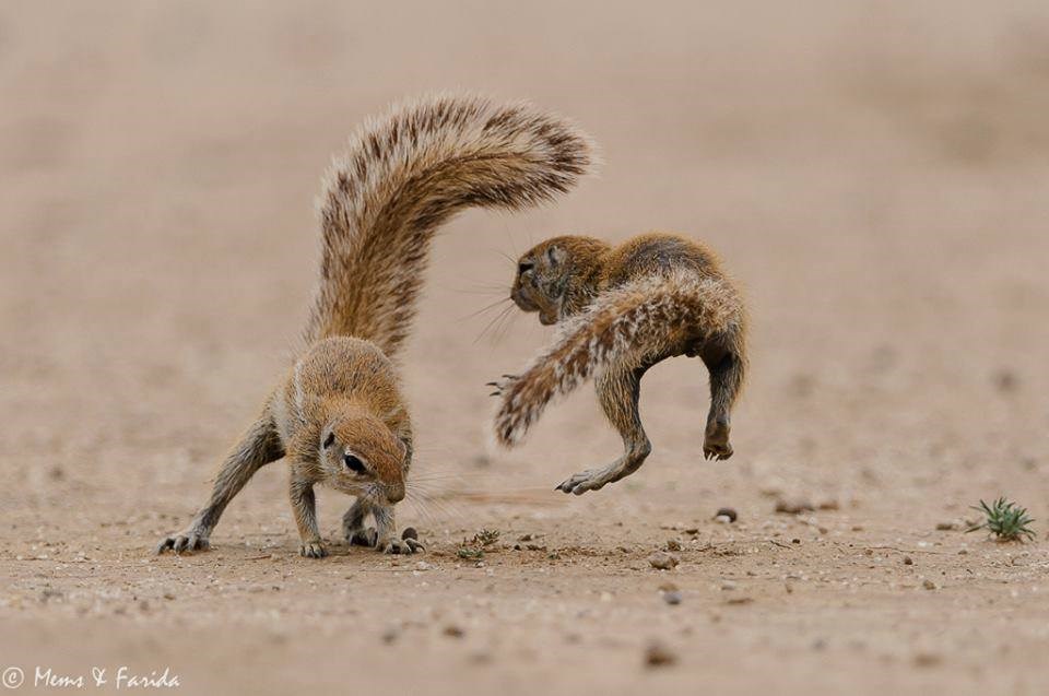 Kung Fu vjeverice..:)