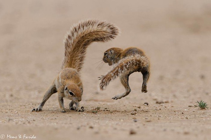 Kung Fu vjeverice..:)