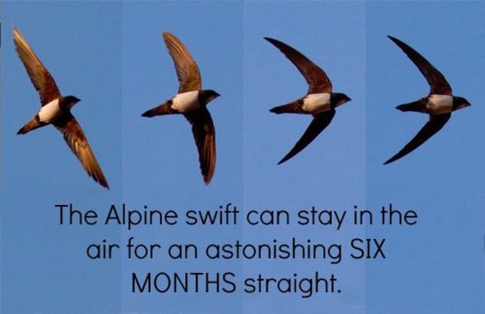 bijela čiopa..(alpine swift)