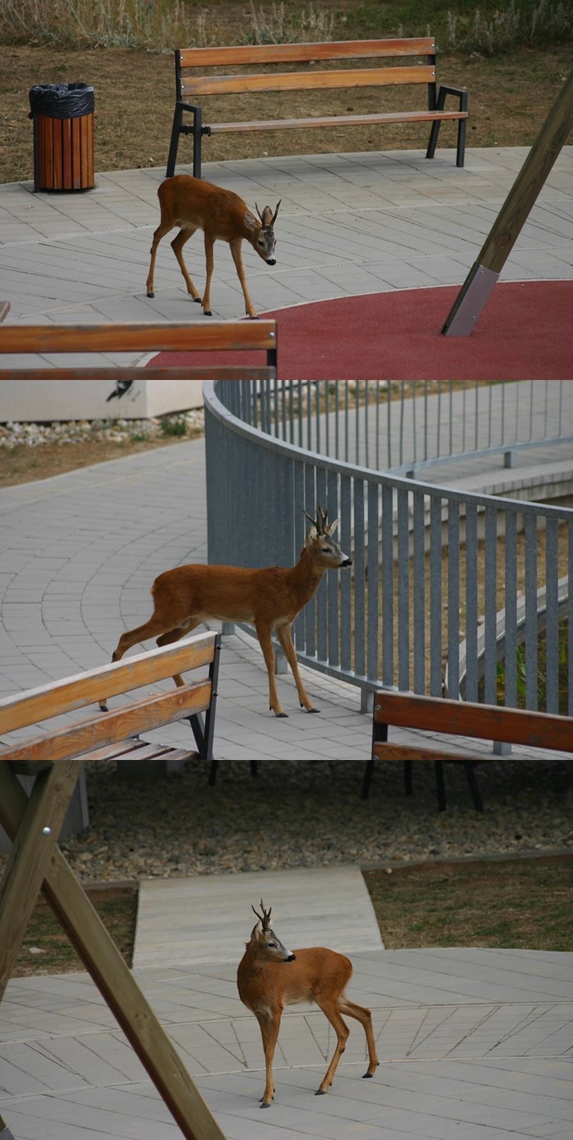 Dok skapavamo na ovoj ljetnoj žegi i sparini, često zaboravljamo da gotovo jednako pate i životinje!
