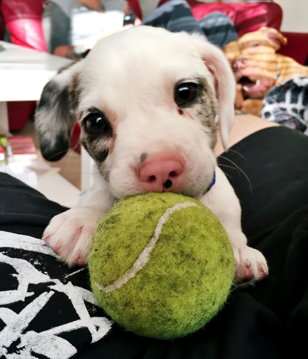 može li mu itko odbiti poziv na igru..