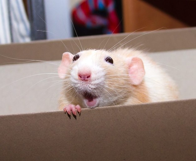 Oooo, vi glupi ljudovi, uvijek nešto tako jednostavno zakomplicirate...