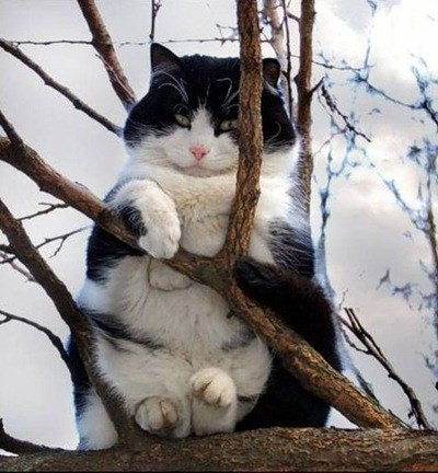 Mačka Koja Sjedi, voah..